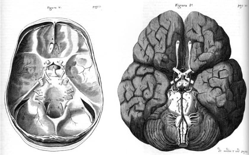 Anatomical drawings of the brain and cranium in black and white by Sir Christopher Wren.