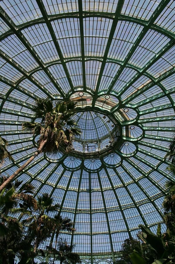 Photograph of the interior glass roof of a greenhouse with a palm tree